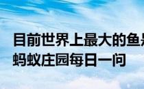 目前世界上最大的鱼是什么？4月29日支付宝蚂蚁庄园每日一问