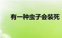 有一种虫子会装死（yy注册账号网站）