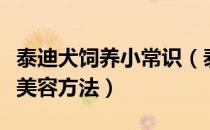 泰迪犬饲养小常识（泰迪贵宾犬的饲养方法及美容方法）