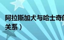 阿拉斯加犬与哈士奇的关系（阿拉斯加哈士奇关系）