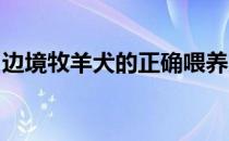 边境牧羊犬的正确喂养方法以及注意事项视频