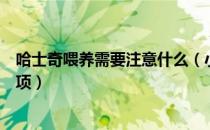 哈士奇喂养需要注意什么（小哈士奇喂养方法及养殖注意事项）