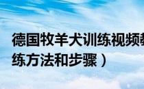 德国牧羊犬训练视频教程全集（德国牧羊犬训练方法和步骤）