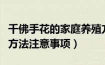 千佛手花的家庭养殖方法（千佛手简介及养殖方法注意事项）