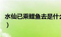 水仙已乘鲤鱼去是什么意思（水仙已乘鲤鱼去）