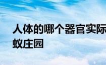 人体的哪个器官实际上分泌胆汁？7月9日蚂蚁庄园