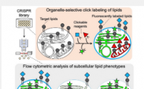 用于细胞内脂质超快分析的新型点击化学技术