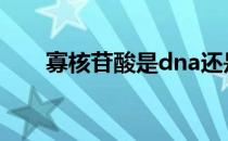 寡核苷酸是dna还是rna（寡核苷酸）