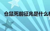 仓鼠死前征兆是什么样的（仓鼠死前征兆）