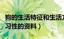 狗的生活特征和生活方式作文（关于狗的生活习性的资料）