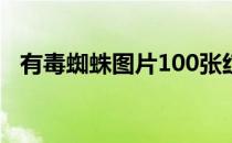 有毒蜘蛛图片100张红色（有毒蜘蛛图片）