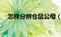 怎样分辨仓鼠公母（仓鼠怎么区分公母）