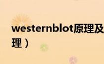 westernblot原理及步骤（western blot原理）