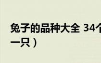 兔子的品种大全 34个品种（安哥拉兔多少钱一只）