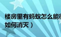 楼房里有蚂蚁怎么能彻底消灭（家里有了蚂蚁如何消灭）