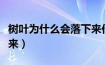 树叶为什么会落下来作文（树叶为什么会落下来）