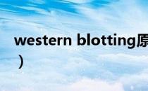 western blotting原理（western blotting）