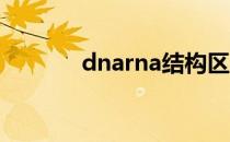 dnarna结构区别（dna rna）