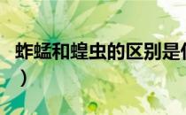 蚱蜢和蝗虫的区别是什么（蚱蜢和蝗虫的区别）