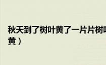 秋天到了树叶黄了一片片树叶从树上落下来（秋天到了树叶黄）