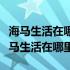 海马生活在哪里海马怎么活动海马是什么（海马生活在哪里）